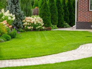 Freshly cut grass in the backyard of a private house.